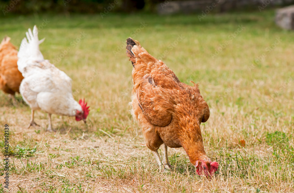 Fototapeta premium Rooster and chickens grazing on the grass.