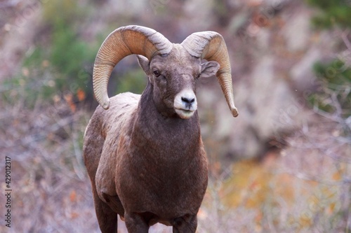 Schilderij op canvas stoic bighorn ram