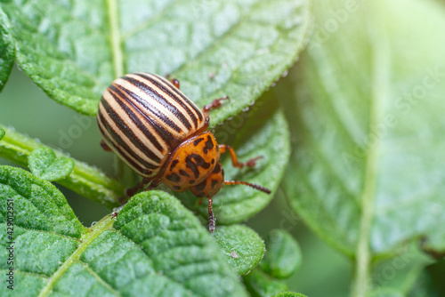 Crop pest, the Colorado potato beetle sits on the leaves of potatoes