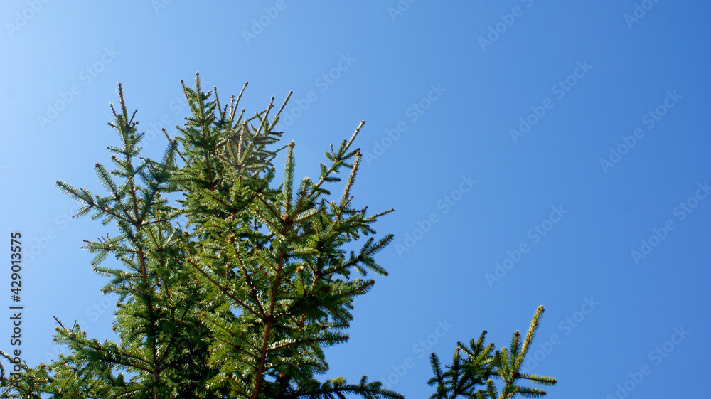 beautiful fluffy spruce branch against a blue sky beautiful fluffy spruce branch against a blue sky