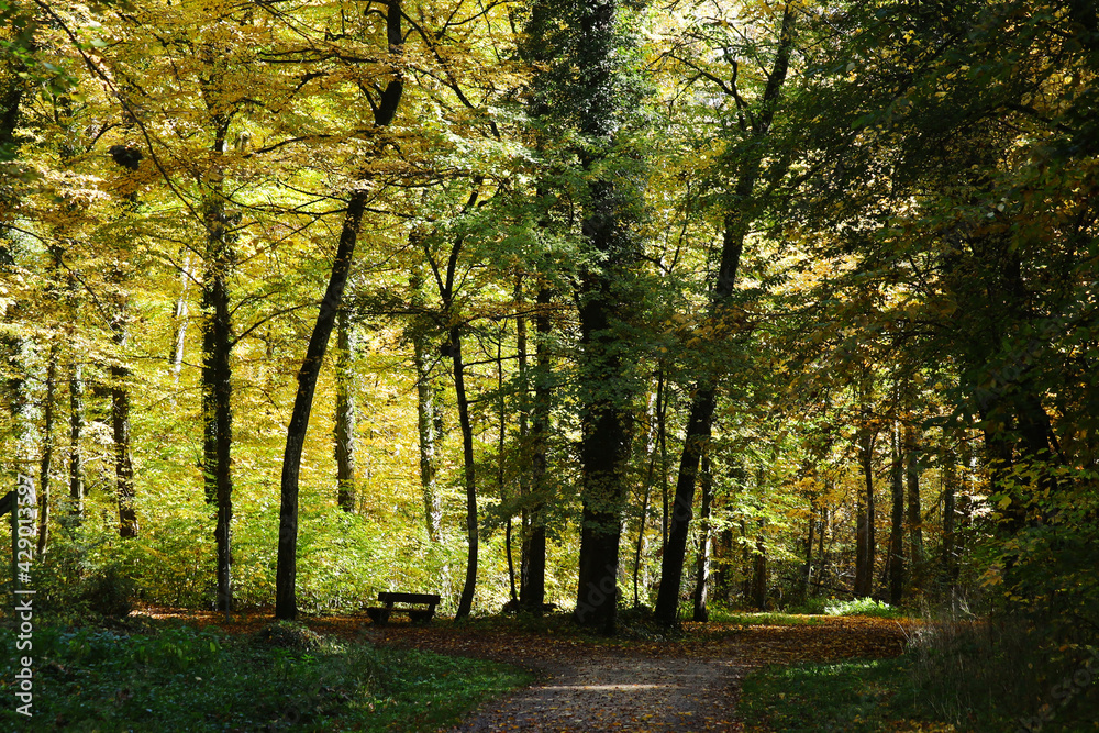 Naklejka premium Autumn forest in Baden-Wurttemberg, Germany