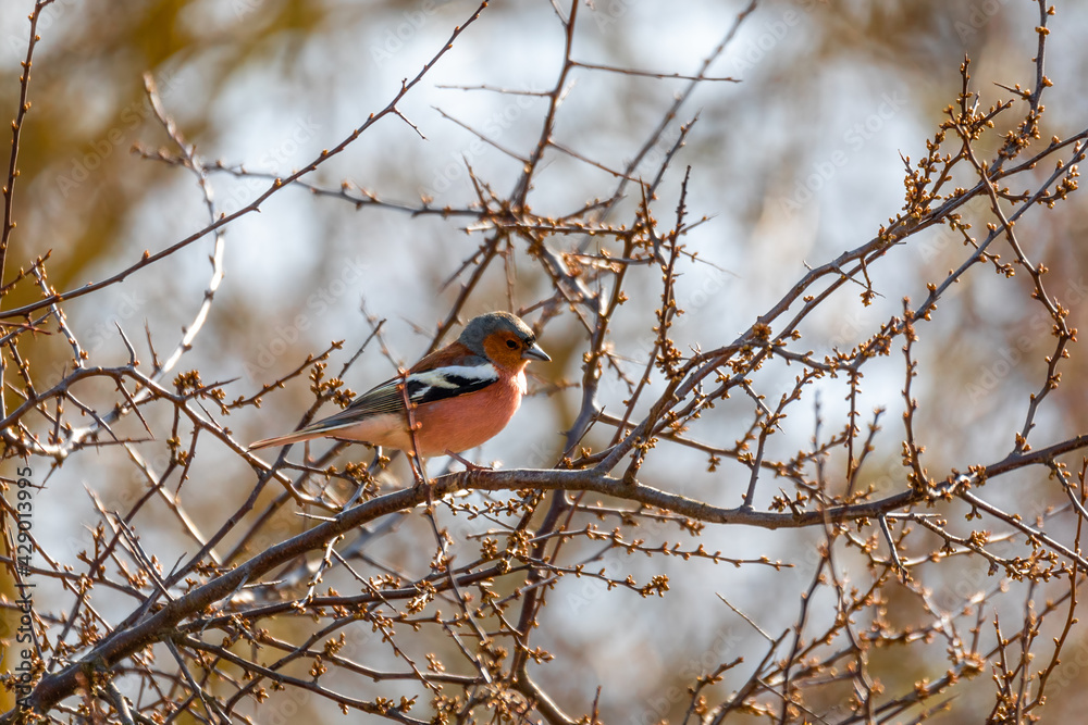 small beautiful bird, common chaffinch (Fringilla coelebs) perched on the branch, songbird in nature. Europe Czech Republic wildlife small beautiful bird, common chaffinch (Fringilla coelebs) perched on the branch, songbird in nature. Europe Czech Republic wildlife