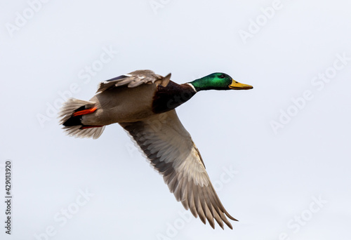 male of duck flying over the pond. wild bird mallard (Anas platyrhynchos) in countryside. Czech Republic, Europe wildlife photo