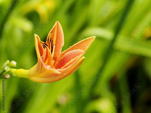 orange tulip flower