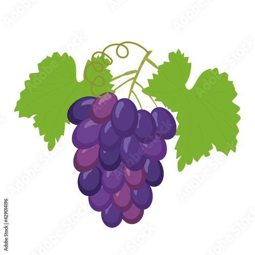 fruit grape branch on white background, bunch of grapes