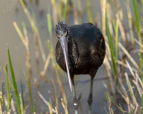 A young glossy ibis in its natural grassy habitat looking for food and flying. 