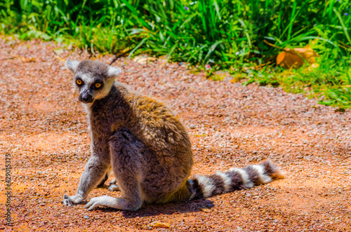 ring-tailed lemur (lemur catta) photo