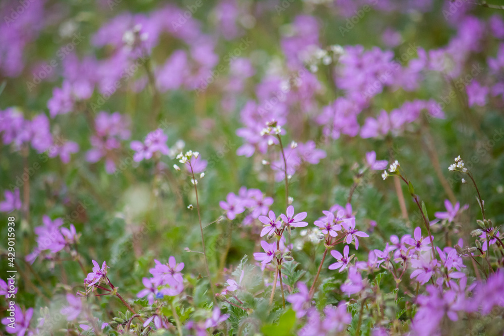 Erodium cicutarium field with bumblebee. A weedy field plant.