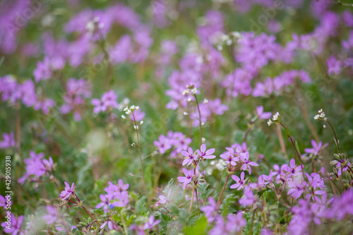 Erodium cicutarium field with bumblebee. A weedy field plant.