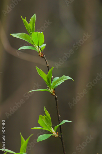 Small green leaves on a twig in spring in the forest with a blurred background.