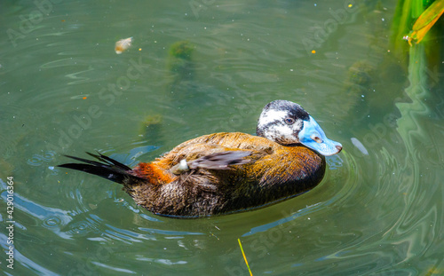 White-headed Duck - Stiff-tailed duck - Oxyura leucocephala photo