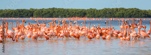 American aka Caribbean flamingos Phoenicopterus ruber at the lagoon of Celestun, Yucatan, Mexico photo