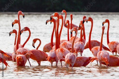 American aka Caribbean flamingos Phoenicopterus ruber at the lagoon of Celestun, Yucatan, Mexico photo