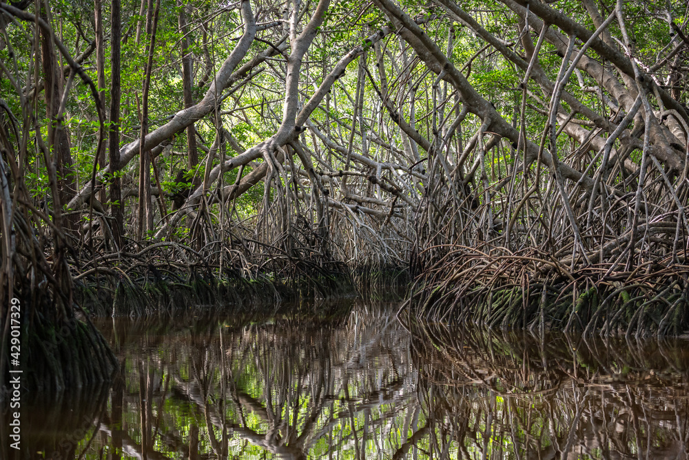 Mangrove thicket at the lagoon of Celestun, Yucatan, Mexico