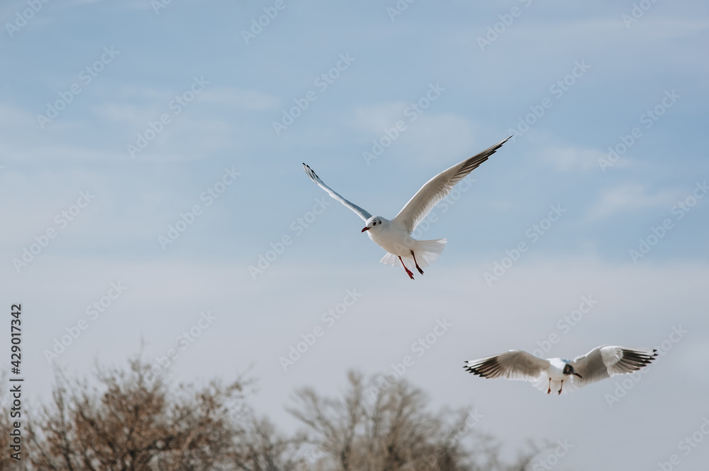 Beautiful white seagulls fly and soar in the sky in cloudy spring weather. Beautiful white seagulls fly and soar in the sky in cloudy spring weather.