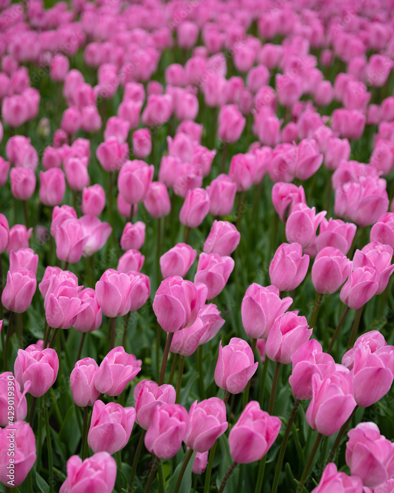 Spring Pink Tulips Spring Pink Tulips