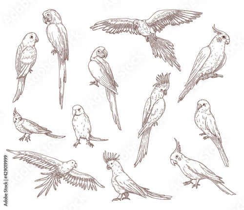 Hand drawn sketches of parrots. Vector set of exotic birds: cockatoo, macaw, ara. Illustrations drawing with pencil in vintage style. Jungle, fauna, nature, pet concept