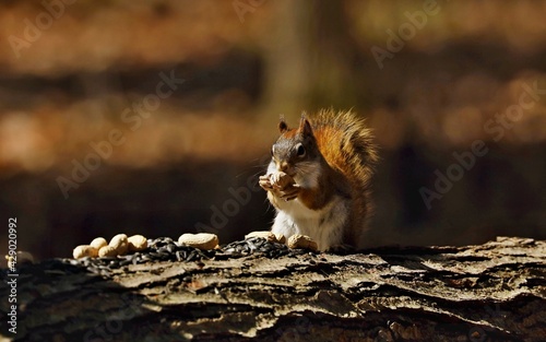 American red smallest squirrel. Wisconsin State Park.	 photo