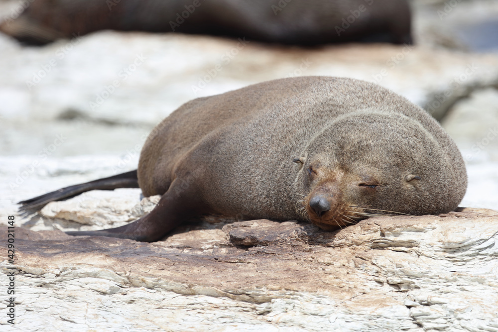 Neuseeländischer Seebär / New Zealand fur seal / Arctocephalus forsteri Neuseeländischer Seebär / New Zealand fur seal / Arctocephalus forsteri