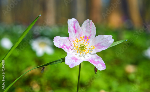 Frühling in Eilenriede Hannover photo