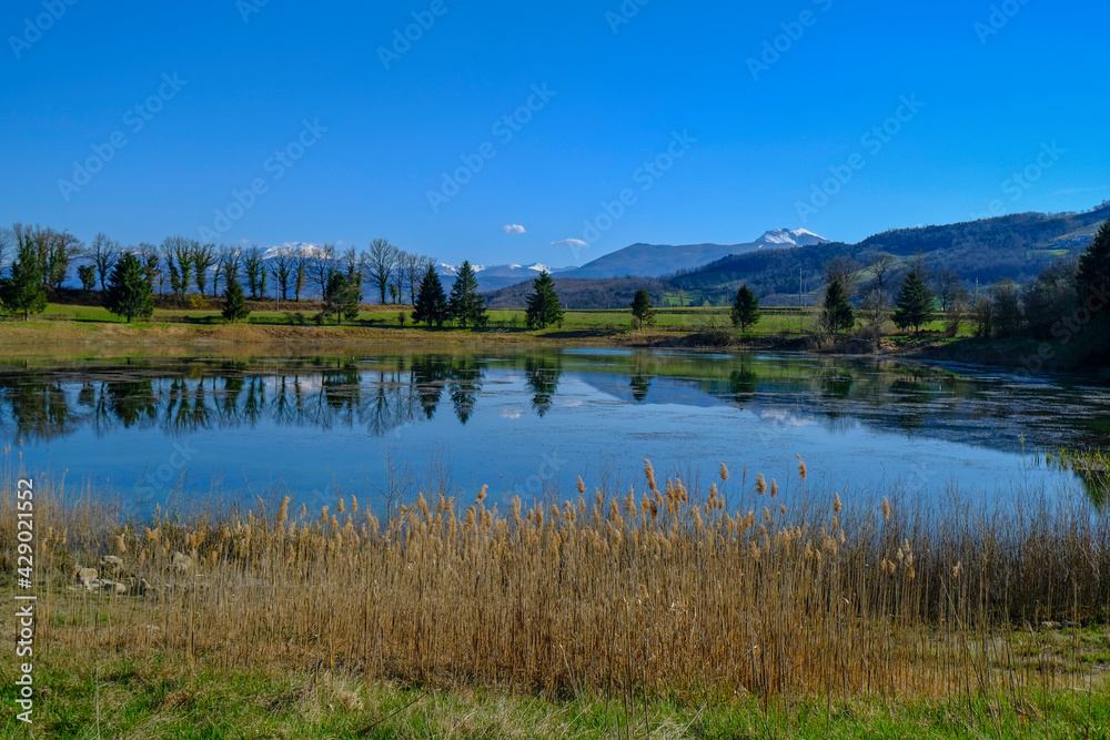 mountain lake with lots of dry reeds across mountains covered with snow, fir trees across blue sky. Trees reflected in water