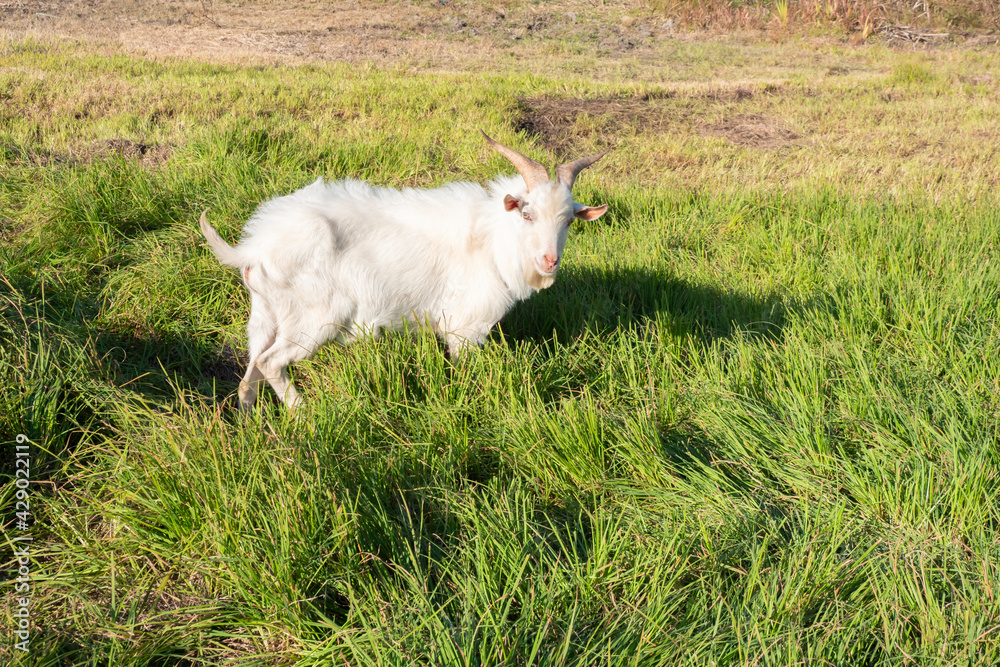 Obraz premium ヤギ