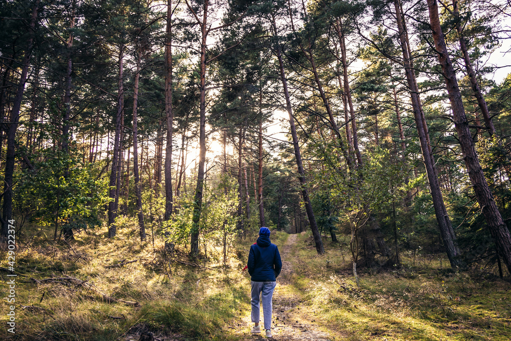 Obraz premium Forest in Katy Rybackie village on the Baltic Sea coast in Pomerania region, Poland