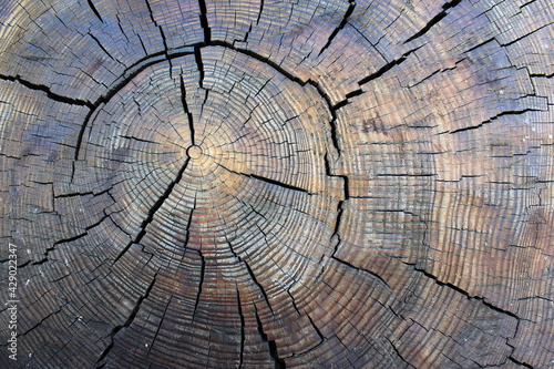 Cross section of an old tree with growth rings.