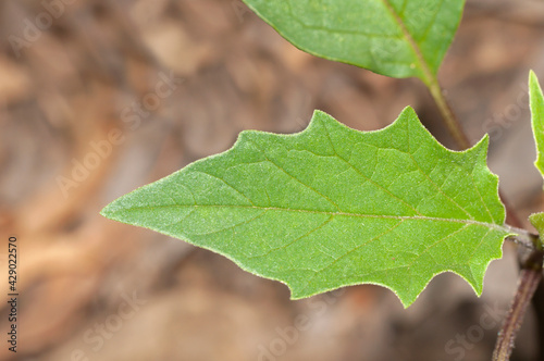 Close up view of a Datura stramonium leaf. photo