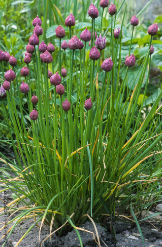 Wallpaper Mural Ciboulette, Allium schoenoprasum Torontodigital.ca