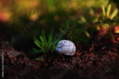 Snail in spring