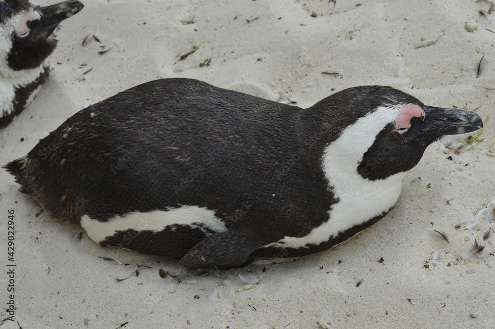 Fototapeta premium Penguin resting