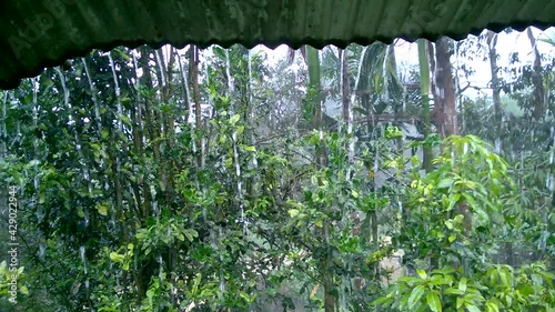 Rain on the zinc roof of A house garden of heavy weather raining, with a thunderstorm in Ranong, Thailand.