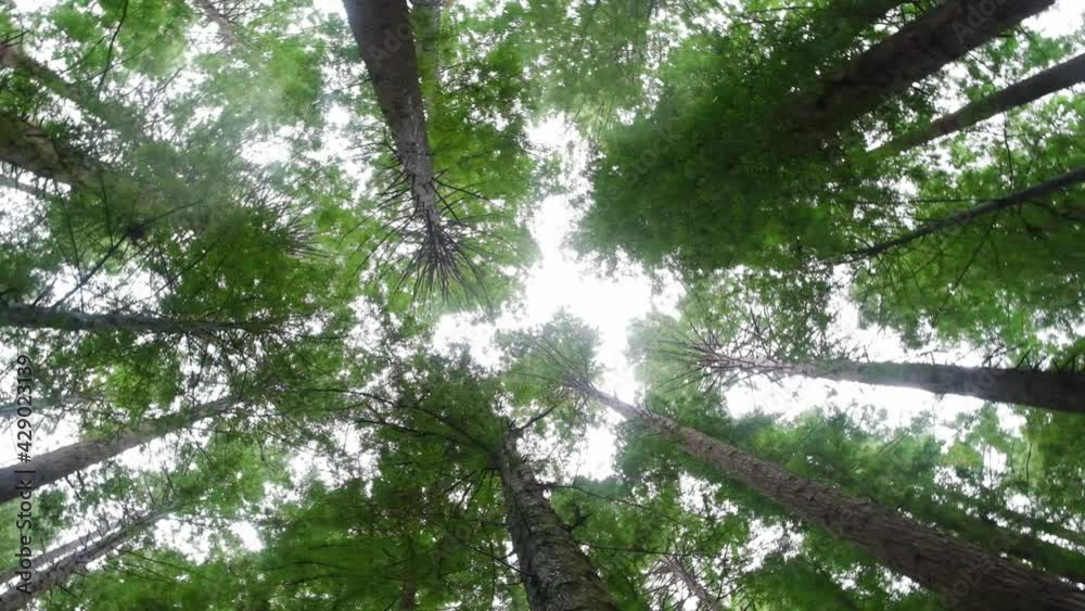 Slow motion movement looking up at tall sequoia trees and falling rain