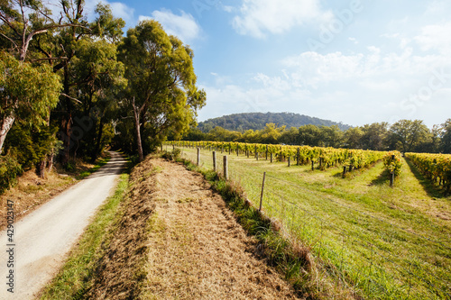 Seville East Vineyard in Australia © FiledIMAGE