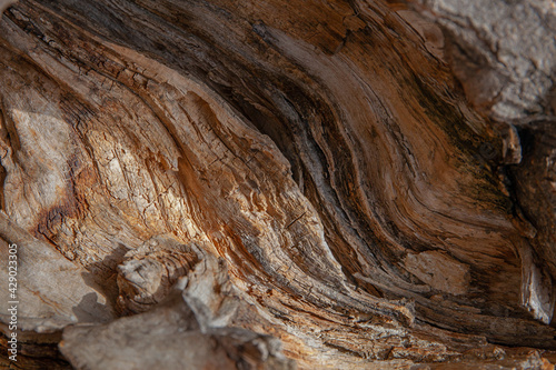 Tree trunk close up, wood texture