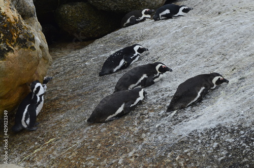 Penguin in the rock