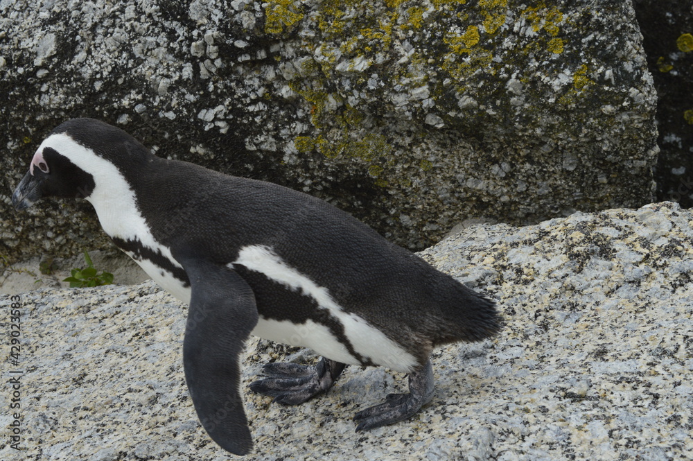 Obraz premium Penguin on the stone