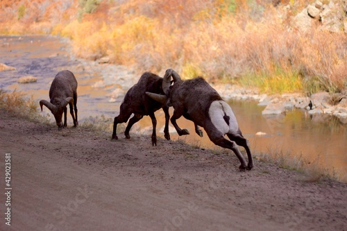 Photography IMPACT! big horn rams head-but