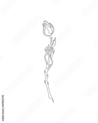 Rose. Collection of isolated rose flower sketch on white background. The continuous line doodled design.