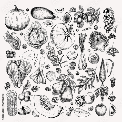 Hand drawn vegetables and fruits. Vector pumpkin, pear,apple, artichoke, plum, grape, tomato, onion, cherry, gooseberry blackberry. Engraved illustration. Menu flyer package design.