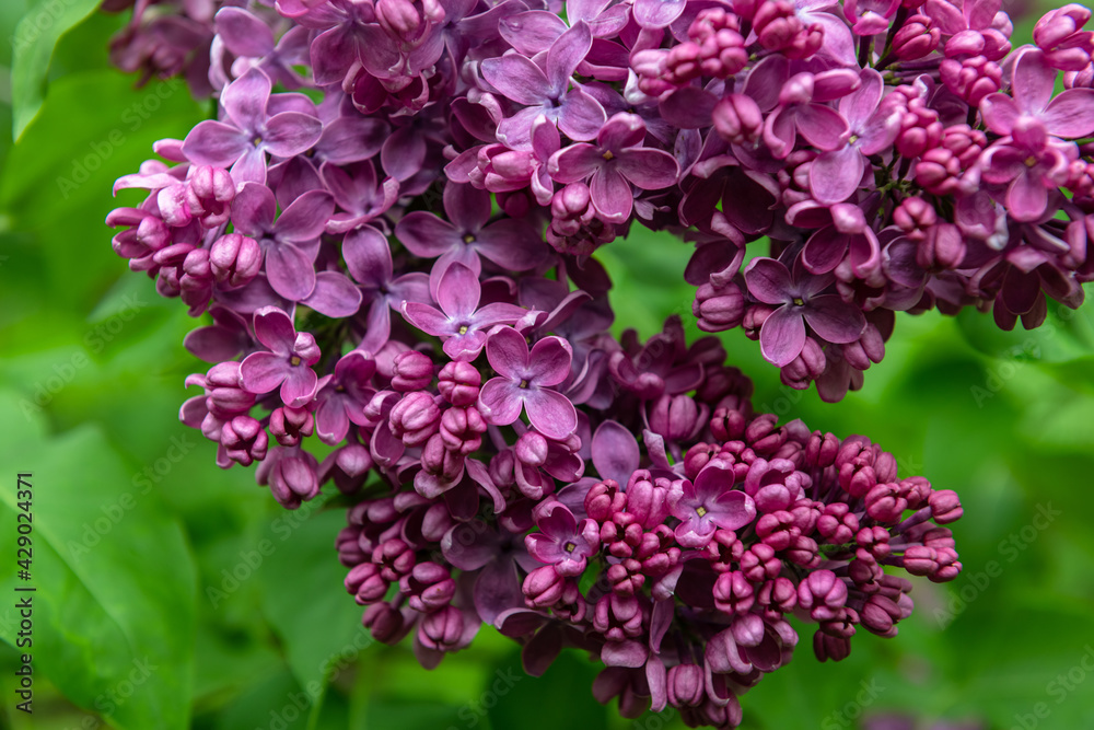 Lilac garden trees under the rain nature spring time with free space text Lilac garden trees under the rain nature spring time with free space text