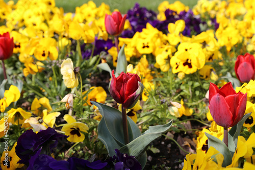 Wallpaper Mural Blumen im Frühling: Tulpen und Hornveilchen Torontodigital.ca