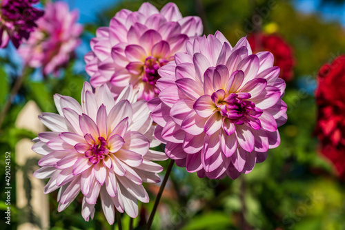 Fototapeta Naklejka Na Ścianę i Meble -  Beautiful pink and white Dahlia flowers in sunlight