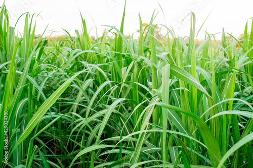 Sugarcane, in sugarcane fields in the rainy season, has greenery and freshness. Shows the fertility of the soil