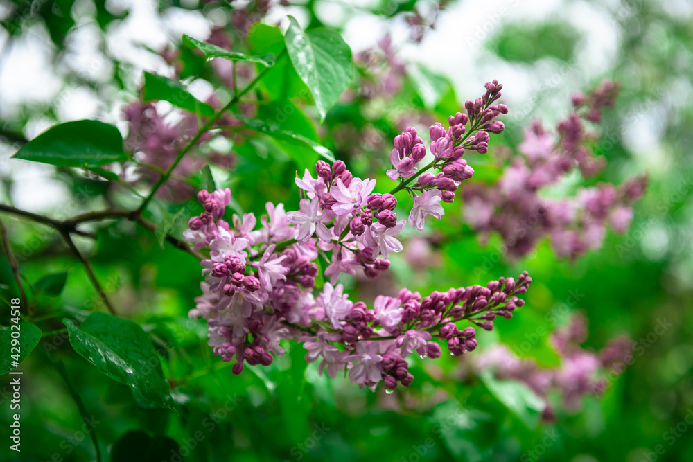 Lilac garden trees under the rain nature spring time with free space text Lilac garden trees under the rain nature spring time with free space text