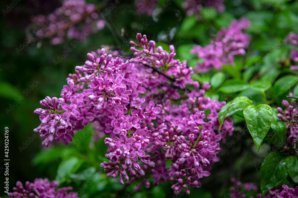 Lilac garden trees under the rain nature spring time with free space text Lilac garden trees under the rain nature spring time with free space text