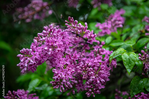 Lilac garden trees under the rain nature spring time with free space text