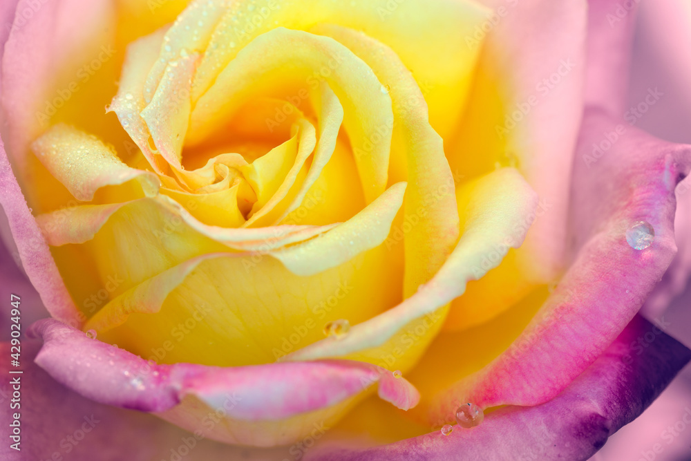 Rosebud with pink petals .Background opened rose bud. Rosebud with pink petals .Background opened rose bud.