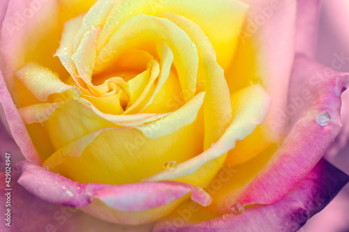 Rosebud with pink petals .Background opened rose bud.